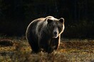 Οι καφέ αρκούδες πεθαίνουν από την ασιτία λόγω έλλειψης σολομού