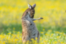 Comedy Wildlife Photography Awards: Τα ζώα στις καλύτερές του πόζες