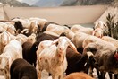 Τρεις συλλήψεις για ζωοκλοπές στο Ηράκλειο: Άρπαξαν 61 πρόβατα