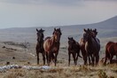 H Αυστραλία θα σκοτώσει άλογα από ελικόπτερα γιατί αυξήθηκε ο πληθυσμός τους 