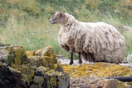 Διέσωσαν το «πιο μοναχικό πρόβατο» της Βρετανίας- Ήταν 2 χρόνια σε δυσπρόσιτη ακτή