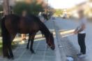 Χαλκιδική: Άλογο εισέβαλε σε κατάστημα και προκάλεσε ζημιές