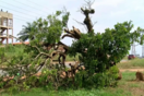 Οργή στην Γκάνα: Έκοψαν δέντρο 300 ετών