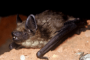 Είδος νυχτερίδας χρησιμοποιεί το πέος της με παράξενο τρόπο κατά την επαφή