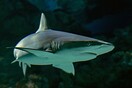Μπαχάμες: Νεκρή τουρίστρια από επίθεση καρχαρία