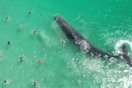 «Ασυνήθιστη συμπεριφορά«- Η στιγμή που μια φάλαινα πλησιάζει παραλία γεμάτη κόσμο 
