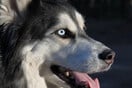 Αράχωβα: Εντός της ημέρας οι ανακοινώσεις για τον Όλιβερ- Τα αίτια θανάτου του σκύλου