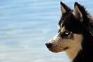 Αράχωβα: Εξελίξεις στην υπόθεση του σκύλου– Οι φωτογραφίες που θα καταθέσει η δικηγόρος του κηδεμόνα