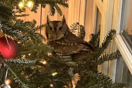 Κουκουβάγια κρυβόταν στο χριστουγεννιάτικο δέντρο τους για μέρες, χωρίς να τη δουν