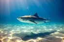 Επίθεση καρχαρία στη Χαβάη - Νεκρός σέρφερ 