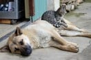 Είχε 77 γάτες και 10 σκύλους σε κλουβιά - Πάνω από 199.000 ευρώ πρόστιμο