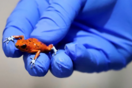 Woman arrested with 130 poisonous frogs in her luggage