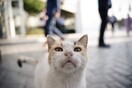 Σπέτσες: Έρευνες για τη θανάτωση 4 γατών- Θα γίνουν τοξικολογικές εξετάσεις