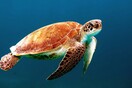Ζανζιβάρη: Οκτώ παιδιά πέθαναν μετά από κατανάλωση θαλάσσιας χελώνας