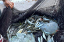 Εντοπίστηκαν δηλητηριώδεις μέδουσες της Ερυθράς Θάλασσας στη Ρόδο