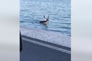 Λέσβος: Ένα ελάφι κατέβηκε στη θάλασσα, στον κόλπο της Γέρας