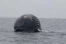 Ψαράς βρήκε νεκρή φάλαινα που έμοιαζε με μπαλόνι 