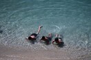 Καιρός: Ξεπέρασε τους 37 βαθμούς ο υδράργυρος στην Κρήτη – Οι 8 περιοχές με τις υψηλότερες θερμοκρασίες