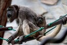 Κάνει τόση ζέστη στο Μεξικό που οι πίθηκοι «αλουάτα» πέφτουν νεκροί από τα δέντρα