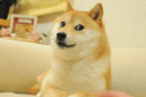 Πέθανε η Kabosu, ο σκύλος που έγινε meme, κρυπτονόμισμα και logo του Twitter