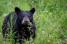 ΗΠΑ: Οικογένεια νόσησε από τριχενέλλωση αφού έφαγε μαύρη αρκούδα