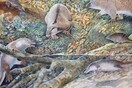 Αυστραλία: Επιστήμονες ανακάλυψαν νέο πλάσμα, πρόγονο του πλατύποδα και της έχιδνας