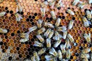 Επίθεση από σμήνος μελισσών στη Μυτιλήνη: «Eπί μία ώρα έδινε άνιση μάχη, νόμιζαν ότι κατέληξε» 