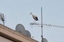 Γιατί τα Νότια Προάστια έχουν γεμίσει πελαργούς;