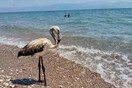 Έκκληση της ΑΝΙΜΑ για τα νεαρά φλαμίνγκο που χάνουν το σμήνος τους τις τελευταίες ημέρες