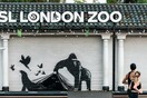 Το τελευταίο έργο του Banksy αφαιρέθηκε από τον ζωολογικό κήπο του Λονδίνου
