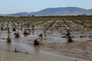 Σήμερα η καταβολή 21,7 εκατ. ευρώ στους παραγωγούς για τις καταστροφές από «Daniel» και «Elias»