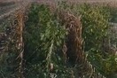 Θήβα: Εντοπίστηκε η μεγαλύτερη χασισοφυτεία στην Ελλάδα - Ανάμεσα σε καλλιέργειες με καλαμπόκι