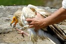 Χάθηκε ο Ίωνας, ο νεαρός Ασπροπάρης από τα Μετέωρα: Χάθηκε το σήμα από τον πομπό του