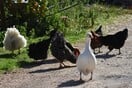 Γρίπη των πτηνών: Ανησυχία για επανεμφάνιση του ιού της στην Ελλάδα