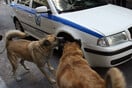 Αγέλη αδέσποτων σκύλων επιτέθηκε και δάγκωσε 5χρονο στον Βόλο