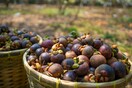 Mangosteen: Tο viral φρούτο του Tik Tok 