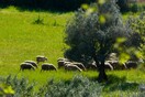 Ευλογιά προβάτων: Πού εφαρμόζονται νέα μέτρα