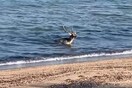 Λήμνος: Ελάφι βούτηξε στη θάλασσα