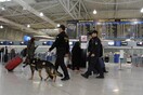 Βρήκαν 35 κιλά κάνναβης σε βαλίτσες στο αεροδρόμιο «Ελευθέριος Βενιζέλος» - «Ταξίδευαν» για Σαντορίνη
