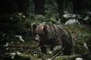 Πέλλα: Εισαγγελική έρευνα μετά τον εντοπισμό δύο νεκρών μικρών αρκούδων