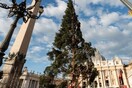 Ιταλία: Έκκληση στον πάπα Φραγκίσκο να μην κοπεί αιωνόβιο έλατο για τον στολισμό της πλατείας του Αγίου Πέτρου