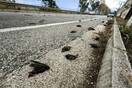 Αργολίδα: Νεκρά πουλιά βρήκαν περαστικοί - Σκληρές εικόνες