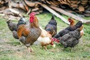Η Βρετανία προετοιμάζεται για πιθανή πανδημία γρίπης των πτηνών