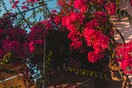 Καιρός - Τσατραφύλλιας: Πάλι για Αυστραλιανά Χριστούγεννα θα πάμε;