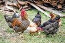 Γρίπη των πτηνών: Επιβεβαιώθηκε το πρώτο σοβαρό κρούσμα σε άνθρωπο στις ΗΠΑ