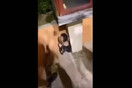 Ακροδεξιοί στην Κομοτηνή τραμπουκίζουν παιδί, ουρλιάζοντας: «Ζήτω ο Κασιδιάρης, πες το»