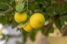 Ίλιον: Στη ΜΕΘ 80χρονος - Πήγε να κόψει λεμόνια και τον χτύπησε ο ιδιοκτήτης του δέντρου