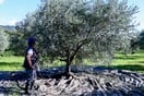 Ελαιόλαδο: Γιατί κοστίζει 4,60 ευρώ στο χωράφι και 14 στο ράφι
