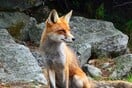 Κόρινθος: Αλεπούδες απαθανατίστηκαν στο νοσοκομείο και το λιμάνι 
