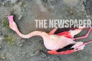 Νεκρό φλαμίνγκο από σφαίρες κυνηγών στη λίμνη Κάρλα